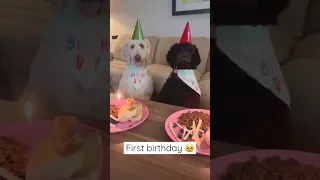 Reminiscing on their first 🥹 #poodle #dogmom #standardpoodle #poodle #happybday #twinsisters #twins