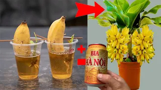 SUPER SPECIAL TECHNIQUE for propagating bananas using only beer and aloe vera, super growth