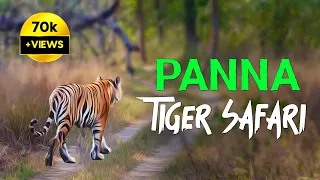 Panna Tiger Safari - 4K Video