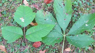 Difference Between Poison Ivy and Poison Oak