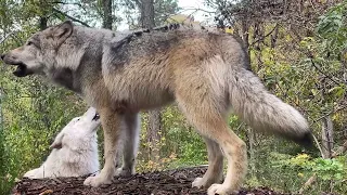 Crisp Wolf Howls on a Clear Autumn Day