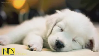 20 HOURS of Deep Sleep Dog Calming Music🐶🎵Anti Separation Anxiety Relief🐶🎵Dog Music 💖🎵 NadanMusic