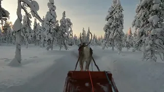 Rendier safari Lapland Akaslompolo