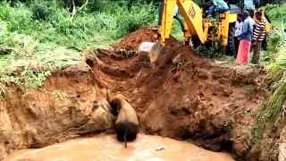 Elephant battling for life in deep pit was saved with the timely intervention of sympathetic people