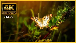 Butterflies Flying in Slow Motion HD - Houston Butterfly Museum  4K ULTRA VIDEOS