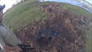 Pig Hunting Normanton with Marlin 44mag, whinchester 3030 and tikka 308