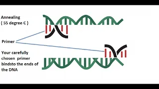 WTF is PCR anyway?