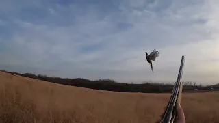 Ohio pheasant hunting 2022