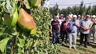 Выращивание промышленных сортов груши на современных подвоях. ООО ПКФ "Базис", Стерлев А. Д.