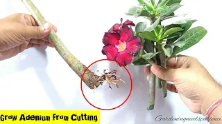 How To Grow Adenium From Cuttings || Desert Rose From Cuttings || Adenium Propagation