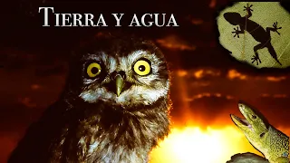 Tierra y Agua - Documental de Animales Peninsula Iberica