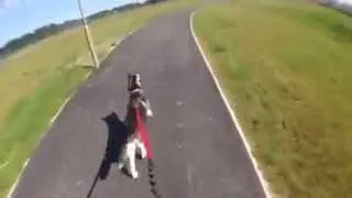 Husky Longboarding