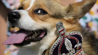 Bilder der Woche: Corgis-Parade, König im Kilt und Muskelspiele in Kathmandu