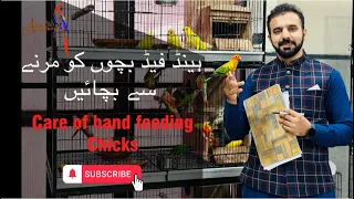 Care of feeding chicks #parrots #parrotslover #handfeedingchicks #adeel #birdsaviary #aviculture