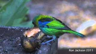 Green Headed Tanager    - Tangara seledon