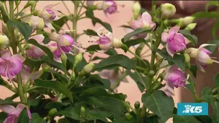 Fuchsias aren't just for hanging baskets: Gardening with Ciscoe - New Day Northwest