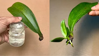 It's Magical It Multiplies 1 Orchid Leaf Instantly