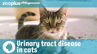 Urinary tract disease in cats: signs and symptoms, causes, treatments