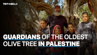 Guardians of the oldest olive tree in Palestine
