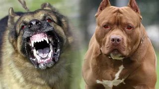 20 Most Dangerous Dog Breeds In The World | Versatile Dani