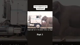 the main suspect is elephant 🐘 #shortsfeed #strange #shortvideo #hollywood #movieclips #moviescene