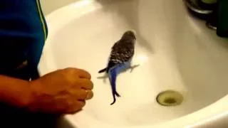 Попугай Кузя принимает душ