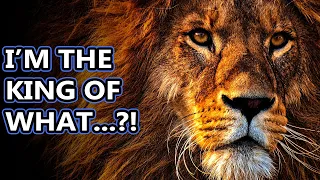 Lion facts: the king of the jungle? | Animal Fact Files