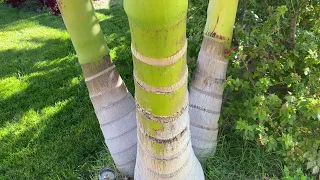 Basic differences of standard King Palm and the Maxima King Palm