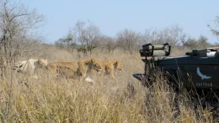 Birmingham Pride Stroll Past | andBeyond Ngala Privat Game Reserve | South Africa | WILDwatch