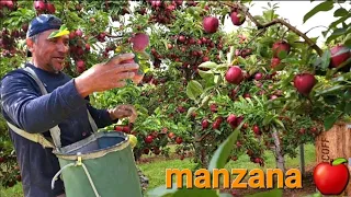 Piscando La Manzana más mal pagada te todas las Variedades