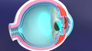 3D Accommodation Reflex Explained: The Role of the Ciliary Muscle in Eye Focus Adjustment