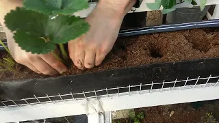 Planting strawberries in peat