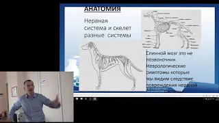 Черепно мозговая травма. Лекция в Санкт Петербургской ветеринарной академии.