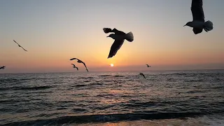 Чайки на восходе солнца