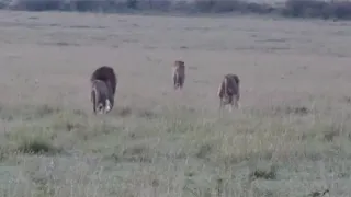 Male lions chasing tresspassers from their territory