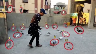 All 14 Pigeons We Caught In This Month😉 || Highlights🔥. #itspigeonlover