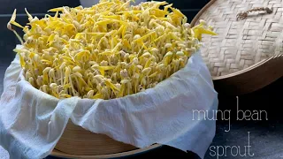 HOW TO GROW SPROUTS/TOUGE at Home/Homegrown Mung Bean Sprouts Easy and Fun