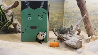 Happy Halloween from Smithsonian's National Zoo