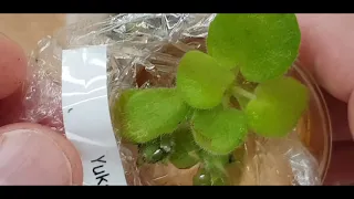 African Violet Bloomstalks Propagation