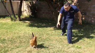 The fun of catching chickens