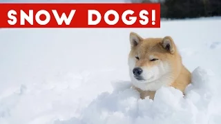 Funniest Snow Dog Video Compilation December 2016 | Funny Pet Videos
