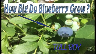 How Big Do Blueberry Grow? #gardencompost #fertilizer #soil #garden #bestgarden #gardening #dragon