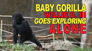 Gorilla Baby Willie B III Is Is on His Own!