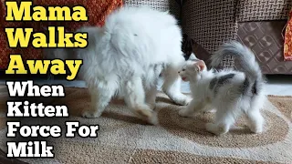 Kitten Forcing Mother Cat To Feed But She's Ignoring And Walking Away From Her
