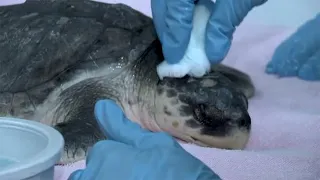 Climate change: Record number of sea turtles rescued on Long Island