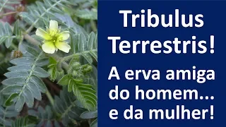 Tribulus Terrestris! A erva amiga do homem e da mulher! | Dr. Marco Menelau