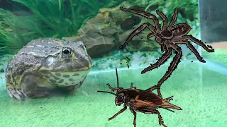 🐸🐸🐸African bullfrog vs giant venomous spider and camel cricket - [WARNING LIVE FEEDING]