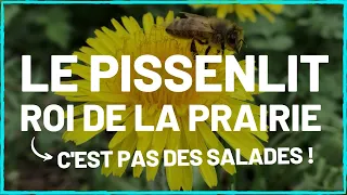 Le pissenlit, roi de la prairie [Cueillette sauvage]