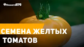 🔸 Желтые томаты  🔸 как выращивать желтые томаты ✔️ Семена Желтых томатов с 🌿 Планета Агро