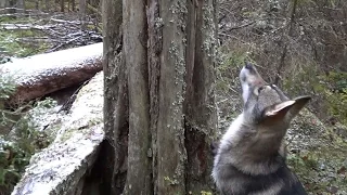 Нахаживаем молодых лаек по белке  Часть 1.